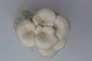 White Oyster Mushroom Grow Kit by Forest Origins, Beginner Mushroom Growing Kit, Top Gardening Gift, Unique Gift, Holiday Gift