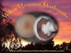 White Button Mushroom Growing Kit ~ makes it EASY to grow Your FRESH Shrooms!