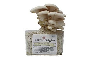 White Oyster Mushroom Grow Kit by Forest Origins, Beginner Mushroom Growing Kit, Top Gardening Gift, Unique Gift, Holiday Gift