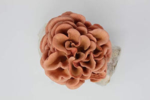 Pink Oyster Mushroom Grow Kit by Forest Origins, Beginner Mushroom Growing Kit, Top Gardening Gift, Unique Gift, Holiday Gift