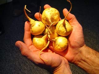 Triple Maca Powder by Incaliving ( Red, Black and Yellow Maca) * 100% USDA Organic * 100% Gelatinized * 250g * Authentic Peruvian MACA