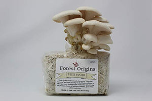 White Oyster Mushroom Grow Kit by Forest Origins, Beginner Mushroom Growing Kit, Top Gardening Gift, Unique Gift, Holiday Gift