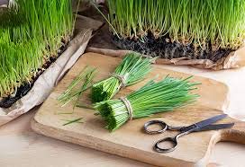 Wheatgrass Seeds | Non GMO | Grown in USA Wheat Grass Seeds | from Our Farm to Your Table (5 Pound)