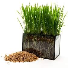 Wheatgrass Seeds | Non GMO | Grown in USA Wheat Grass Seeds | from Our Farm to Your Table (5 Pound)
