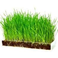 Wheatgrass Seeds | Non GMO | Grown in USA Wheat Grass Seeds | from Our Farm to Your Table (5 Pound)