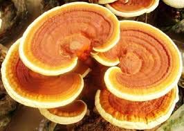 Root Mushroom Farm- 30 Mushroom Liquid Cultures /Yellow Reishi (Ganoderma Curtisii)