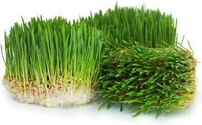 Wheatgrass Seeds | Non GMO | Grown in USA Wheat Grass Seeds | from Our Farm to Your Table (5 Pound)
