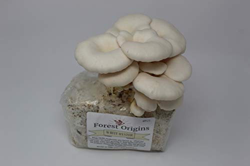 White Oyster Mushroom Grow Kit by Forest Origins, Beginner Mushroom Growing Kit, Top Gardening Gift, Unique Gift, Holiday Gift