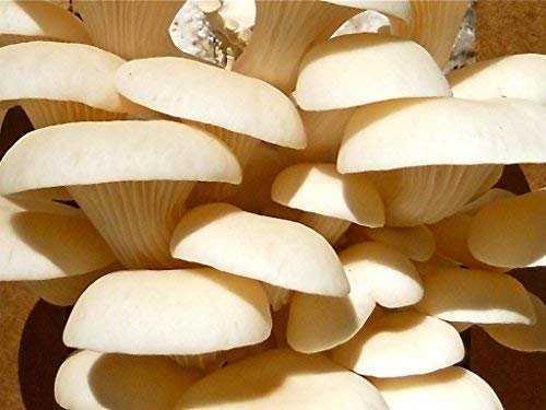 Root Mushroom Farm- 30 Mushroom Liquid Cultures / White Elm Oyster (Pleurotus ulmarius)