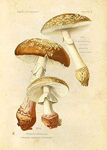 Ink Inc Botanical Prints Edible Mushrooms Vintage Drawings Wall Ar t - Set of 9 - 5x7 Matte Unframed