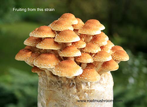 Root mushroom Farm-Mushroom Liquid Cultures /Chestnut(Pholiota adiposa)