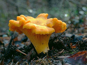 CEMEHA SEEDS Mushrooms Golden Chanterelle (Cantharellus cibarius) Mycelium Spores Spawn Dried Organic