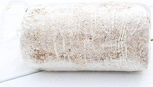 Oyster Mushroom Growing Kit Log Organic Non-GMO 3 lbs Log by Dave Mushroom farm - Grow Your own Delicious Organic Oyster Mushrooms at Home