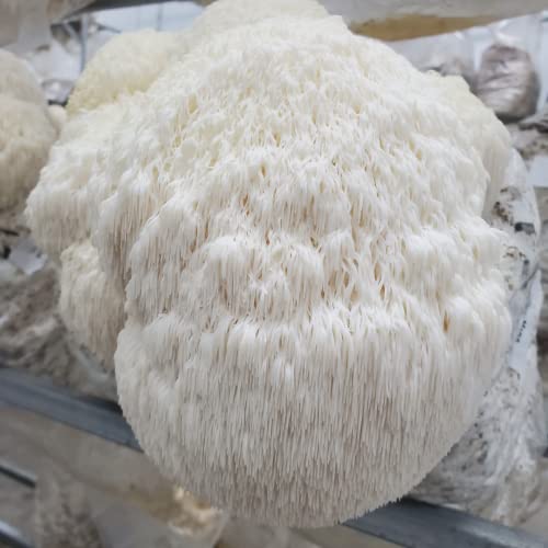 Lions Mane Mushroom DIY Grow Kit | Guarantee Success | NO Experience Needed | Perfect for First Time Growers | Extremely Delicious | Fun for Anyone