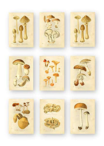 Ink Inc Botanical Prints Edible Mushrooms Vintage Drawings Wall Ar t - Set of 9 - 5x7 Matte Unframed