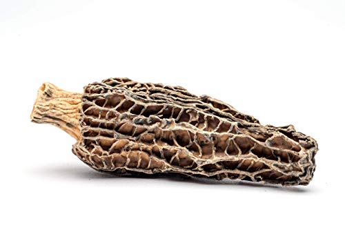 Slofoodgroup Dried Morel Mushrooms (Morchella Conica) Gourmet Morel Mushrooms (15 Morel Mushrooms)