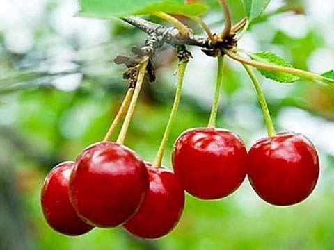 Tart Cherry Powder - Freeze Dried Superfood Supplement - Great For Juice, Smoothies, Cooking Baking Recipes - Raw, Vegan, Non GMO, Gluten Free, Kosher - 1 lb