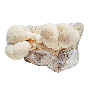 Grow Your Own Mushrooms Kit - Fully Colonized Lion's Mane Mushrooms - Indoor Grow Kit - Grow up to 4 Pounds