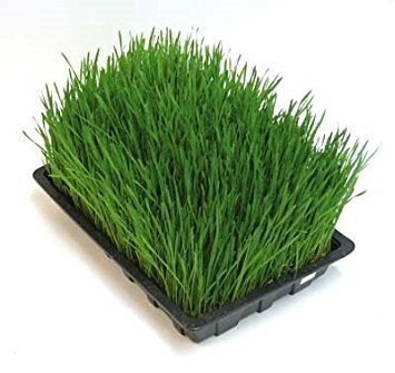 Wheat Berries -Hard Red Wheat - 10 Lbs - Excellent For Growing Wheatgrass to Juice, Food Storage, Grinding to Make Flour & Bread, Grain, Ornamental Wheat Grass, and Sprouting Seed