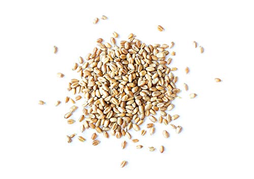 Wheat Berries, 20 Pounds — Non-GMO Verified, Sprouting for Wheatgrass, Kosher, Raw, Vegan, Bulk