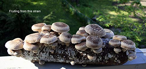 Root Mushroom Farm- 30 Kinds of Mushroom Liquid Culture Available for You to Choose /Shiitake3782(lentinula edodes)