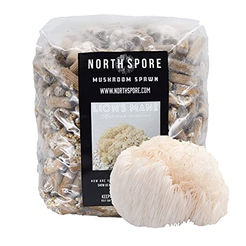 North Spore Lion's Mane Mushroom Plugs, 500 Count Premium Quality Mushroom Plug Spawn, Made in USA, Grow Mushrooms on Logs, Easy to Use, Gourmet Culinary Mushrooms, Medicinal Mushrooms