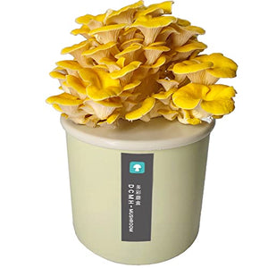 Rare Ginseng Oh Box Colorfully Oyster Mushroom Growing Box, Harvest Gourmet Oyster Mushrooms in 20 Days, Great Gift, Safe for Kids, yellow, 5x5inches