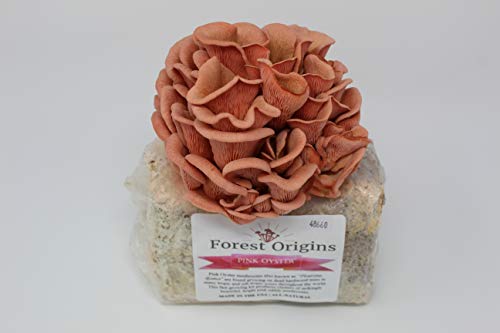 Pink Oyster Mushroom Grow Kit by Forest Origins, Beginner Mushroom Growing Kit, Top Gardening Gift, Unique Gift, Holiday Gift