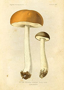 Ink Inc Botanical Prints Edible Mushrooms Vintage Drawings Wall Ar t - Set of 9 - 5x7 Matte Unframed