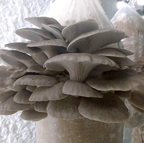 100 Grams/4 oz of Phoenix Oyster Mushroom Spawn Mycelium to Grow Gourmet and Medicinal Mushrooms at Home or commercially - Use to Grow on Straw or Sawdust Blocks - G1 or G2 Spawn