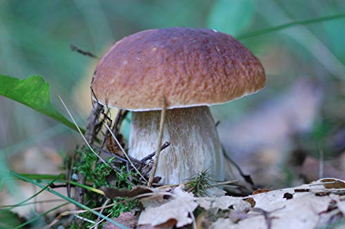 CEMEHA SEEDS Porcini Mushroom (King Boletus) Mycelium Spores Spawn Dried Organic