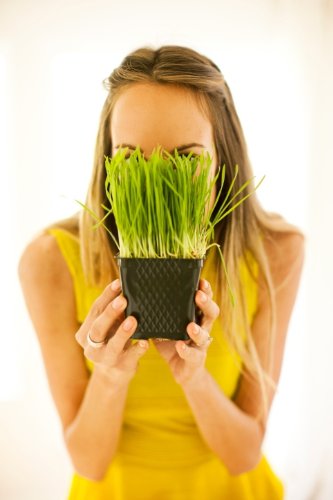 Todd's Seeds - 1 Pound of Wheatgrass Seeds - Non GMO Sprouting Seeds - Grind Into Whole Wheat Flour - Pet Grass - Cat Grass for Indoor Cats - Wheat Grass Seeds