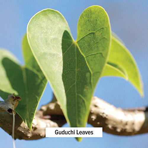 Banyan Botanicals Guduchi Stem Powder - USDA Organic, Spice Jar - Rejuvenating Herb for Digestion, Complexion, and Vitality*