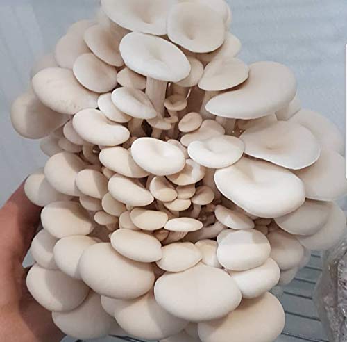 100 Grams/4 oz of White Elm Oyster Mushroom Spawn Mycelium to Grow Gourmet and Medicinal Mushrooms at Home or commercially - Use to Grow on Straw or Sawdust Blocks - G1 or G2 Spawn