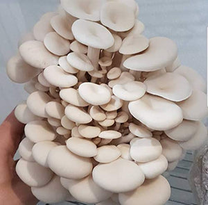 100 Grams/4 oz of White Elm Oyster Mushroom Spawn Mycelium to Grow Gourmet and Medicinal Mushrooms at Home or commercially - Use to Grow on Straw or Sawdust Blocks - G1 or G2 Spawn