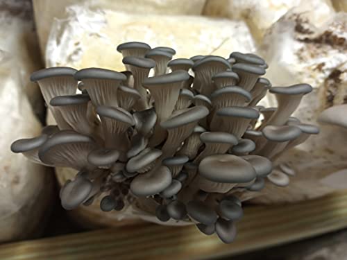 Blue Oyster Easy Mushroom Grow Kit - XL 5 Pounds for Big Flushes!