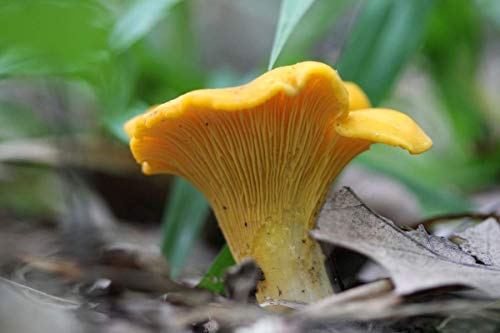 CEMEHA SEEDS Mushrooms Golden Chanterelle (Cantharellus cibarius) Mycelium Spores Spawn Dried Organic