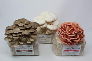 Specialty Trio Mushroom Grow Kit by Forest Origins, Beginner Mushroom Growing Kit, Top Gardening Gift, Unique Gift, Holiday Gift