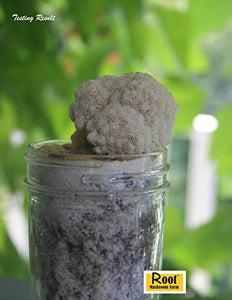 Root Mushroom Farm- 30 Mushroom Liquid Cultures /Lion's Mane(Hericium erinaceus )