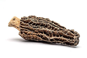 Slofoodgroup Dried Morel Mushrooms (Morchella Conica) Gourmet Morel Mushrooms (15 Morel Mushrooms)