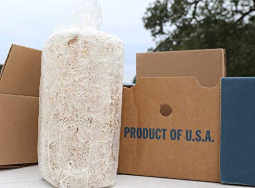 Oyster Mushroom Growing Kit Log Organic Non-GMO 3 lbs Log in Texas - Grow Your own Delicious Organic Oyster Mushrooms at Home. Edible and Gourmet Mushroom. Gift