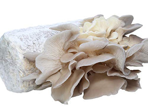 Oyster Mushroom Growing Kit Log Organic Non-GMO 3 lbs Log by Dave Mushroom farm - Grow Your own Delicious Organic Oyster Mushrooms at Home