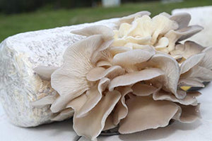 Oyster Mushroom Growing Kit Log Organic Non-GMO 3 lbs Log by Dave Mushroom farm - Grow Your own Delicious Organic Oyster Mushrooms at Home