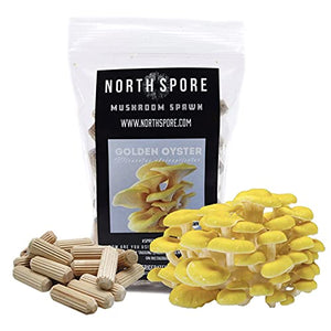 North Spore Golden Oyster Mushroom Plugs, 100 Count Premium Quality Mushroom Plug Spawn, Made in USA, Grow Mushrooms on Logs, Easy to Use, Gourmet Culinary Mushrooms, Medicinal Mushrooms