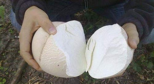 Spores Puffball Giant Mushrooms Mycelium Seeds Spawn Substrate for Planting Non GMO