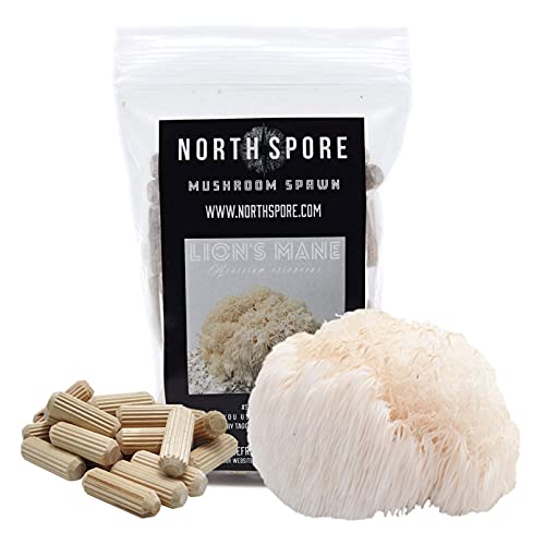 North Spore Lion's Mane Mushroom Plugs, 100 Count Premium Quality Mushroom Plug Spawn, Made in USA, Grow Mushrooms on Logs, Easy to Use, Gourmet Culinary Mushrooms, Medicinal Mushrooms