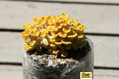 Root Mushroom Farm—Golden Oyster Mushroom - All in one Gourmet Mushroom Growing kit