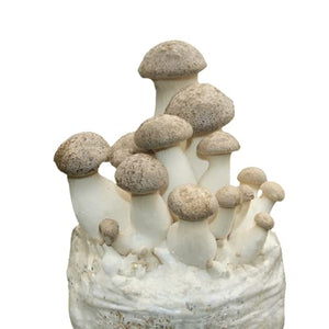 Root Mushroom Farm—King Oyster Mushroom / All in one Gourmet Mushroom Growing kit