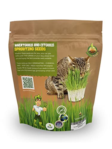 Todd's Seeds - 1 Pound of Wheatgrass Seeds - Non GMO Sprouting Seeds - Grind Into Whole Wheat Flour - Pet Grass - Cat Grass for Indoor Cats - Wheat Grass Seeds