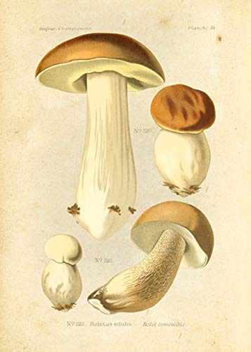 Ink Inc Botanical Prints Edible Mushrooms Vintage Drawings Wall Ar t - Set of 9 - 5x7 Matte Unframed